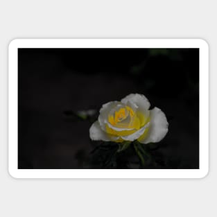 White rose blossom with bright yellow center on black background Sticker
